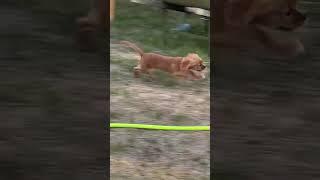 PUPPY Chasing Cavalier King Charles Spaniel