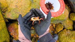 Flipping Rocks To Find Asian Crabs Harvesting My Own Fishing Bait