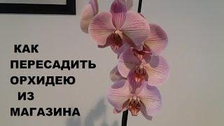 КАК ПЕРЕСАДИТЬ ОРХИДЕЮ ИЗ МАГАЗИНА...HOW TO REPOT NEW ORCHID