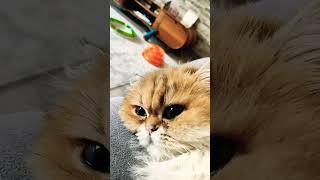 Kedi Videoları - Cat Videos - Virgin Sanki Ağlıyor Gibi Çok Üzüldüm Etkilendim Güzel Kızım 