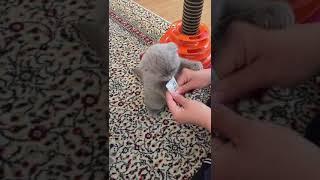 2aylık British Shorthair Ödül Maması Yemeye Calışırken tatlılığı