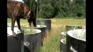 Dutch Shepherd dog agility article search dip in the pool