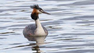 Great Crested Grebe hunting and calling