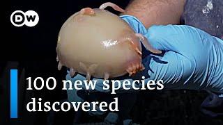 Scientists discover 100 new maritime species off New Zealand  DW News