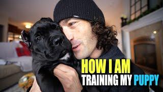 How I Am Training My PUPPY Cane Corso