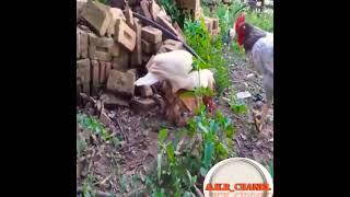 Bebek Kawin Sama Ayam Betina  Duck Mating With a hen