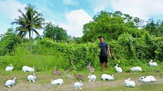 Make Millions in Rabbit Farming - Raising Hundreds of Chickens Rabbits And Ducks with Zero Expenses