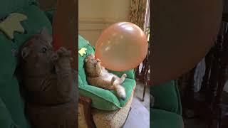 BoomScared me #exlittlebeans #funny_cats #cat #funny_videos