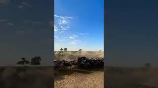 Wildebeests migration across the Serengeti Park plains