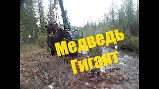 МЕДВЕДЬ ГИГАНТ  ЧУТЬ НЕ НАПАЛИ МЕДВЕДИ