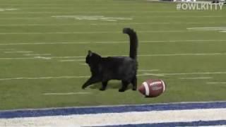 Black Cat Scores Touchdown Giants - Cowboys Game