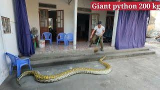 Brave 70-year-old man confronts 200 kg giant snake