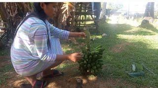 Harvesting banana in my backyard. this my life in the province.