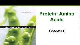 Protein Chapter 6