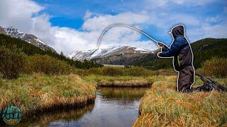 Fly Fishing Small Creek For Trout 4 Species Caught