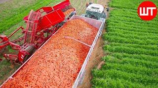 How Carrots are Harvested & Processed  Modern Carrot Processing Technology  Food Factory