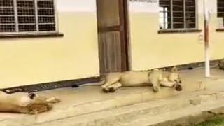 The lions were found sleeping at the School