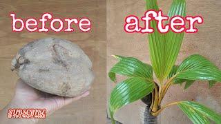 Basic way how to make coconut bonsai.  #coconutbonsai