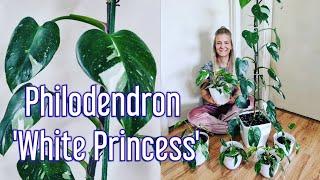 Philodendron White Princess care and how to divide them