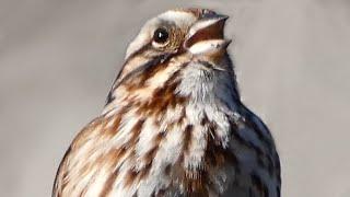 Song sparrow call  sounds  Bird