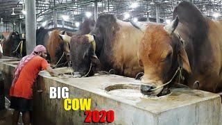 Biggest Cow Farm in Bangladesh 2020  AL Madina Cattle Farm 2020  Big big cow 2020
