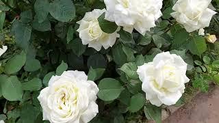Розы. Самая красивая белая роза моего сада и другие.
