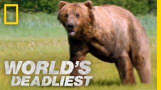 Grizzly Bear Attacks Prey  Worlds Deadliest