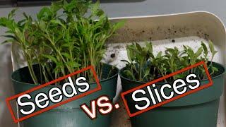Do not use slice method to grow tomatoes from tomatoes