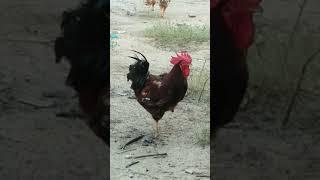 Desi Cock Full Weight Gain Chand Bird