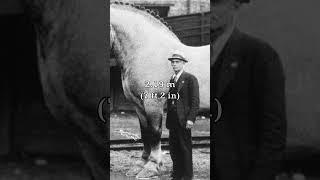 Largest Horse In History 