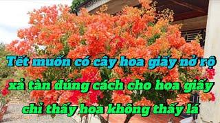 xả tàn đúng cách cho hoa giấy chỉ thấy hoa không thấy lá