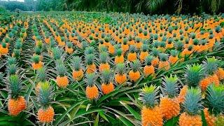 You Wont Believe How Pineapples is Produced And What is Made Using Pineapples