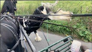 Using Bungee Cords for Driving Horses that Kick Back