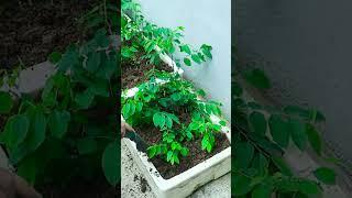 100% success with growing katuk by cuttings anyone can do it