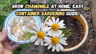 Grow Chamomile at Home Easy Container Gardening Guide  #chamomile #gardening #containergardening