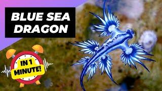 Blue Sea Dragon  One Of The Most Beautiful Sea Creatures  Glaucus Atlanticus