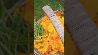 Marigold harvesting