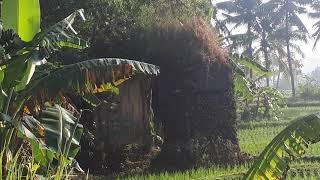 Ditemukan sebuah bangunan misterius di tengah sawah di Purworejo