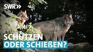 Wolfsrudel im Anmarsch  Zur Sache Baden-Württemberg