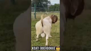 Koati Boer Goat #boergoat #boer #farmanimals