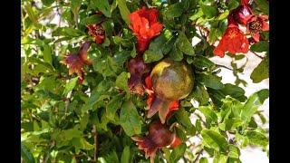 Nury Halmamedov  Pomegranate tree