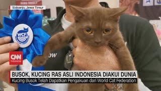 Busok Kucing Ras Asli Indonesia Diakui Dunia