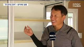 R기록적 폭염에 송이버섯 실종..추석 대목 포기  안동MBC