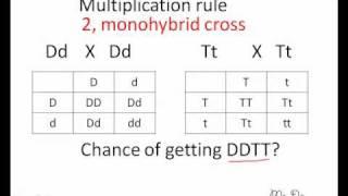 dihybrid cross shortcut