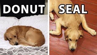 What Your Golden Retriever’s Sleeping Position Means