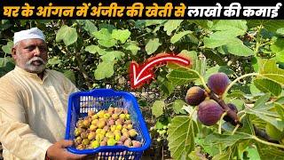 लाखों की खेती  Fig Farming In India  अंजीर की खेती के बारे में जानकारी  Anjeer ki kehti