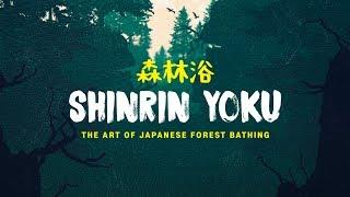 Shinrin Yoku The Art of Forest Bathing  Short Film