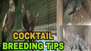 COCKTAIL BREEDING TIPS  HOW TO SELECTED HEALTHY BIRDS  SEMI OR ADULT??