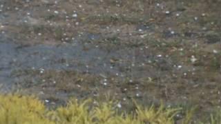 Melbourne Hail storm 06-03-2010