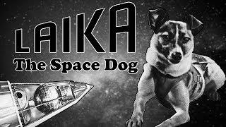 The Tragic Story of Laika The Space Dog  An Unwilling Sacrifice to Science